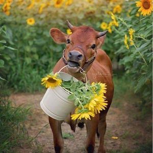 Meet your Posher, Alyse